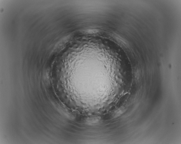 X0000076250373200610051226