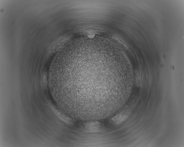 X0000076250410200610051225