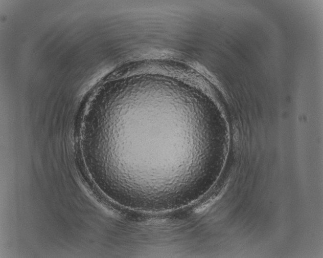 X0000076250581200610051222