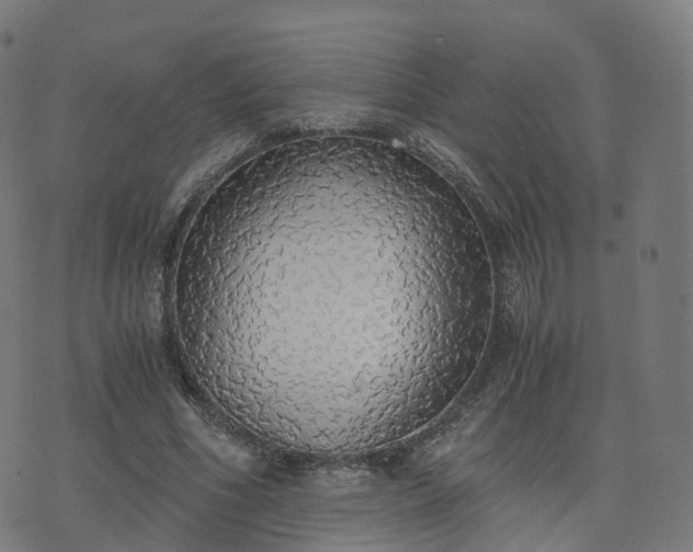 X0000076250586200610051222