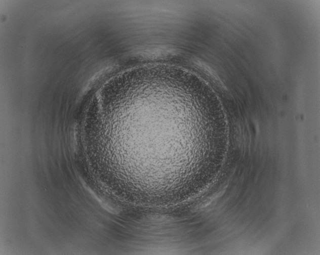 X0000076250590200610051222
