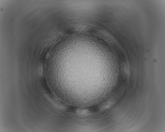 X0000076250602200610051222