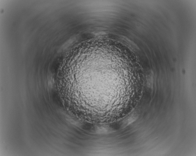 X0000076250618200610051222