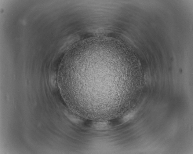 X0000076250671200610051222