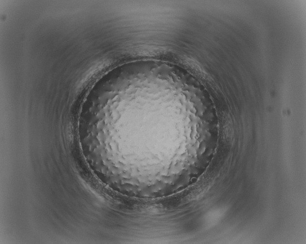 X0000076250683200610051221