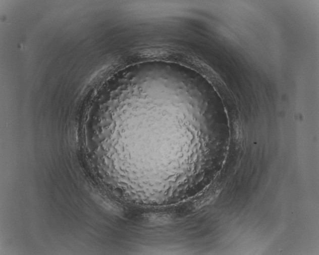 X0000076250733200610051219