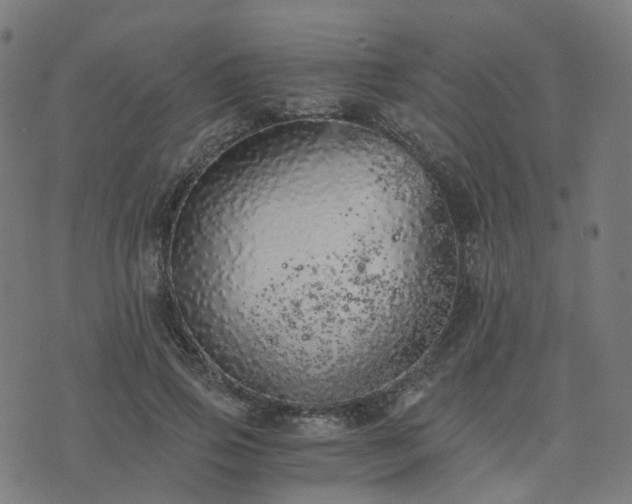 X0000076250741200610051220