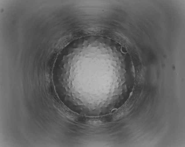 X0000076250749200610051220