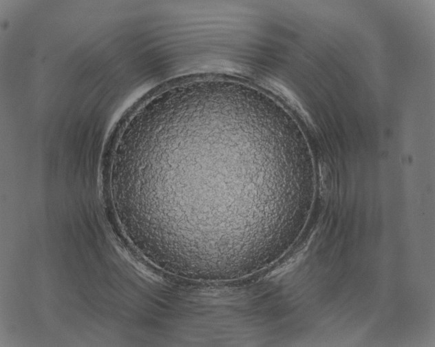X0000076250780200610051219