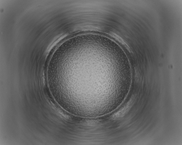 X0000076250782200610051219