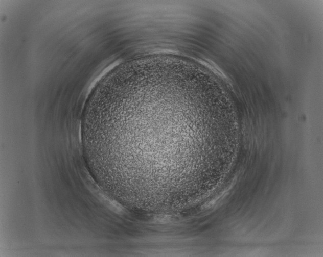 X0000076250790200610051219
