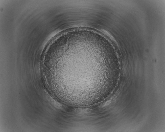 X0000076250831200610051218