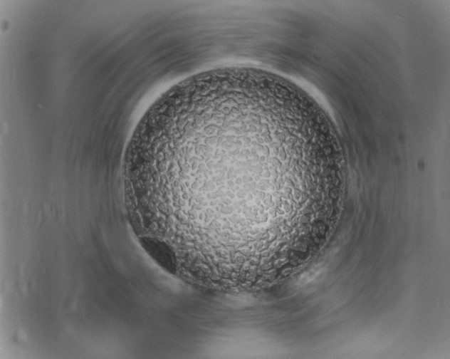 X0000076250911200610051217
