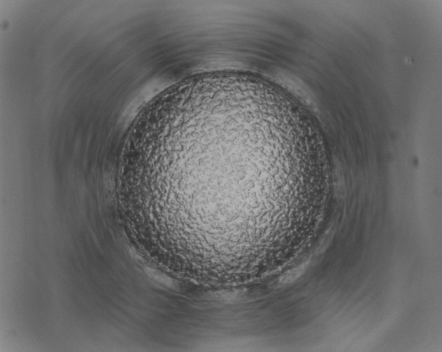 X0000076250937200610051217