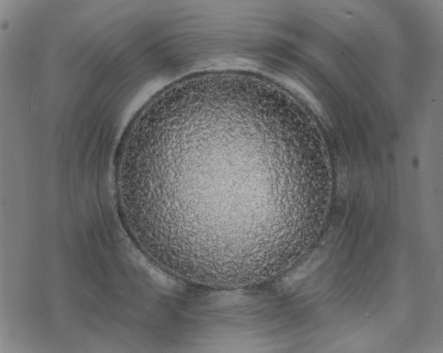 X0000076250990200610051216
