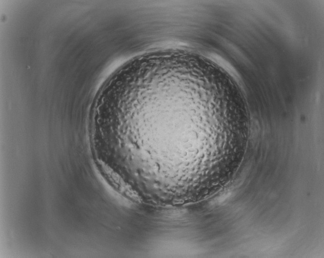 X0000076251055200610051215