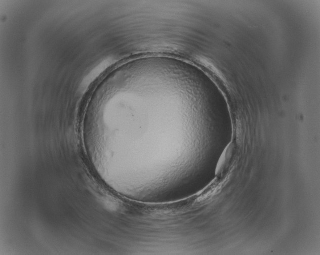 X0000076251071200610051214