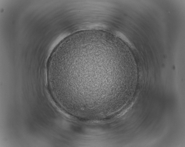 X0000076251079200610051214