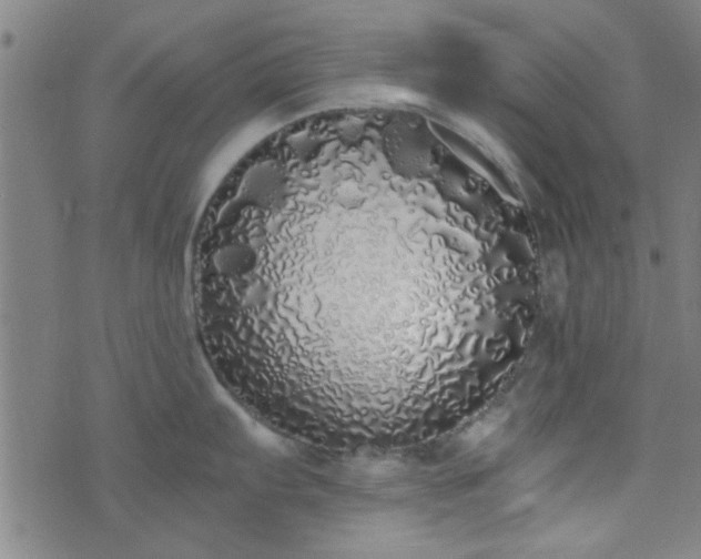 X0000076251103200610051214