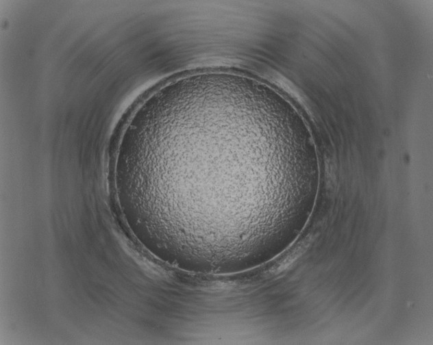 X0000076251124200610051213
