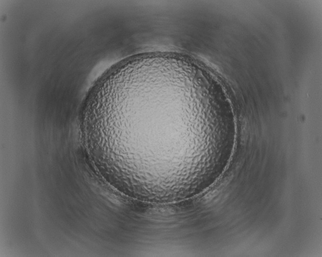 X0000076251215200610051212