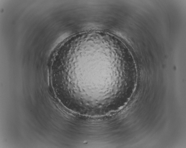 X0000076251219200610051212
