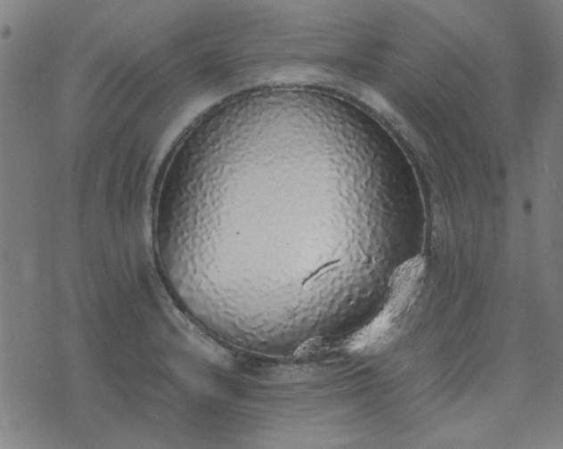 X0000076251232200610051212