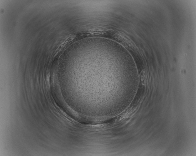 X0000076251298200610051210