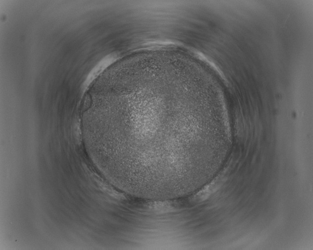 X0000076251362200610051210