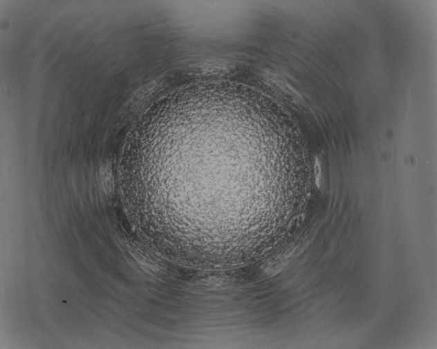 X0000076251395200610051208