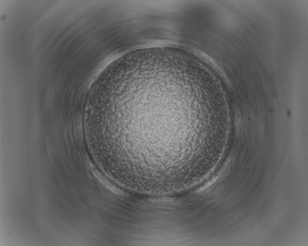 X0000076251417200610051209
