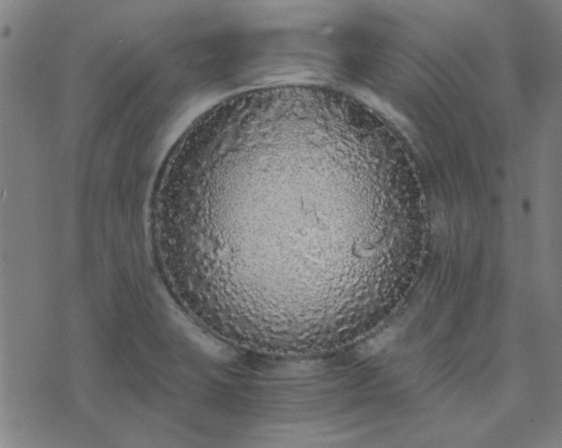 X0000076251423200610051209