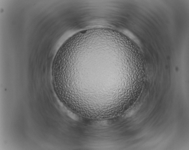 X0000076251431200610051209