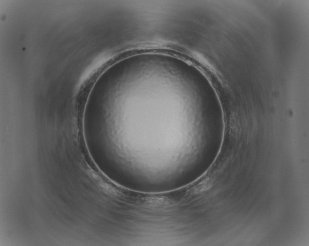 X0000076251456200610051208
