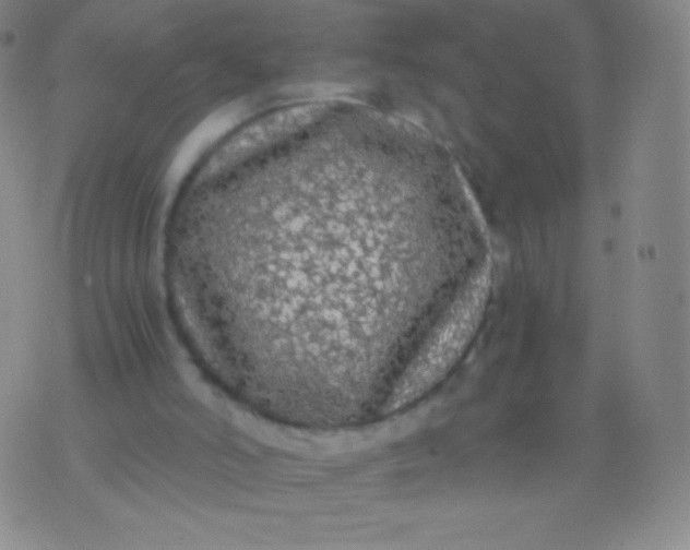 X0000076250006200610122217