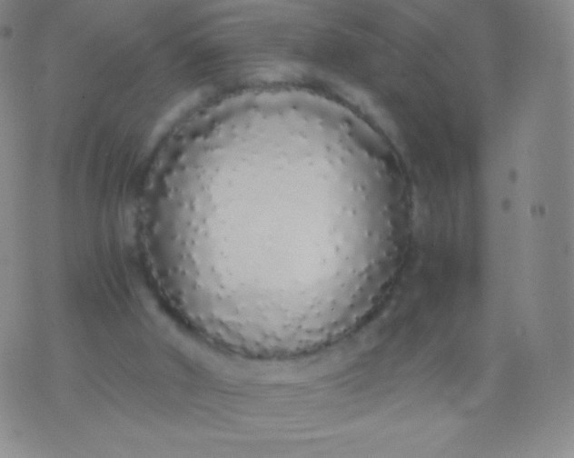 X0000076250010200610122217