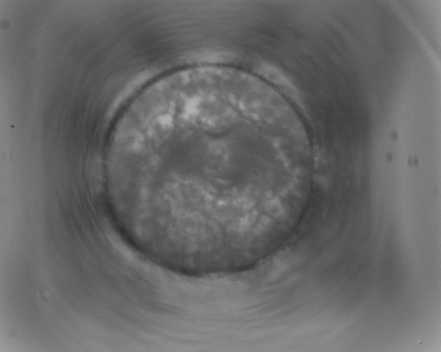 X0000076250012200610122217