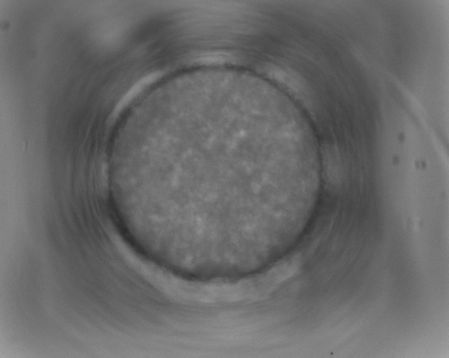 X0000076250016200610122216