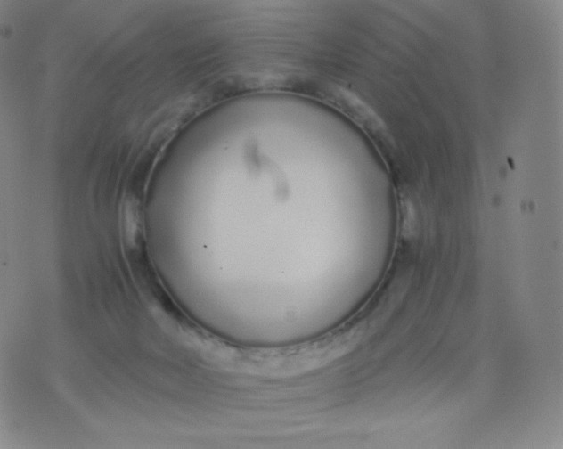 X0000076250026200610122216