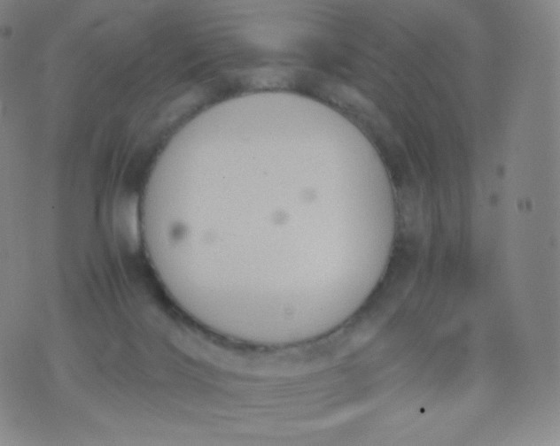 X0000076250028200610122216