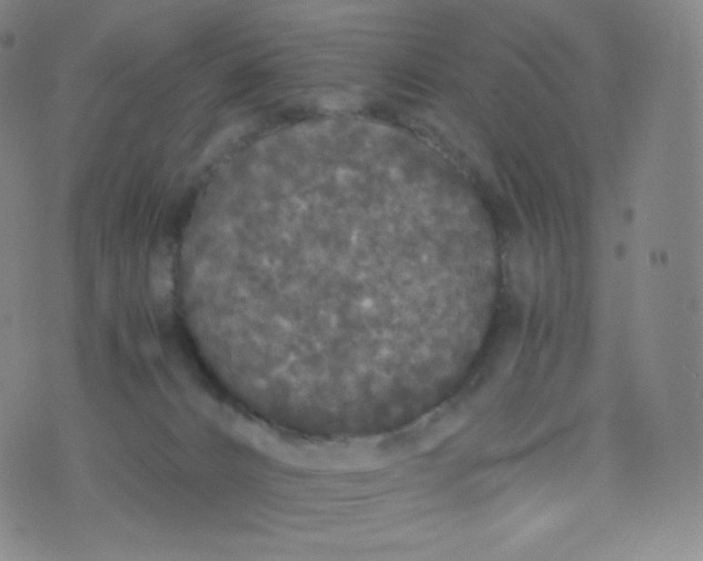 X0000076250032200610122216