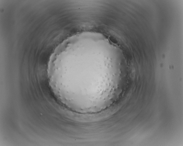 X0000076250034200610122216