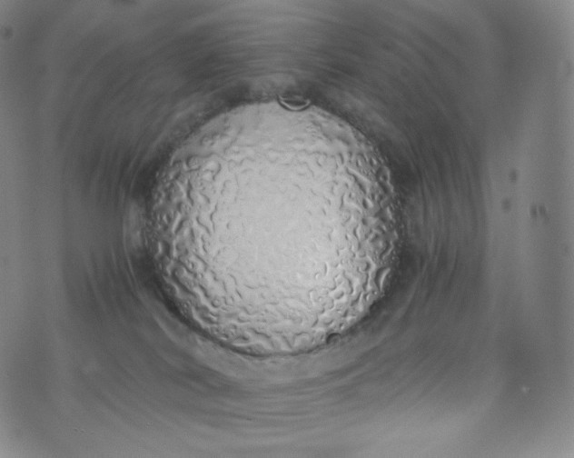 X0000076250038200610122216