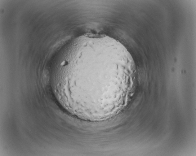 X0000076250043200610122216