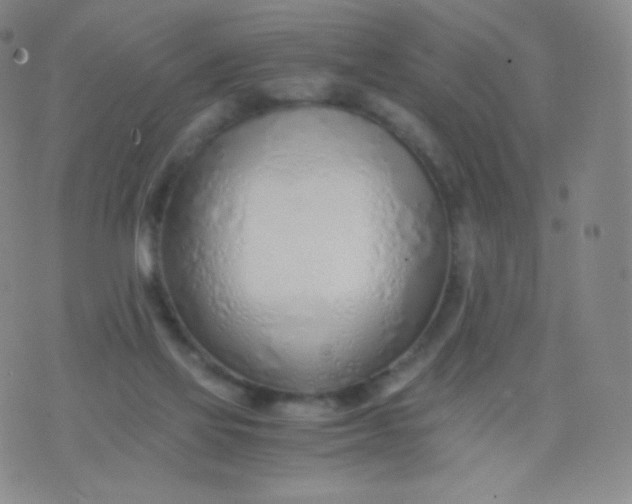 X0000076250069200610122215