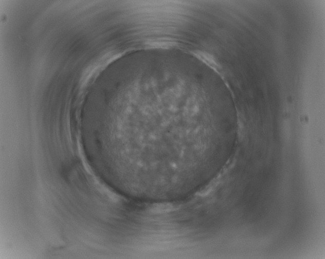 X0000076250097200610122215