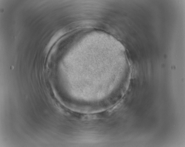 X0000076250099200610122215