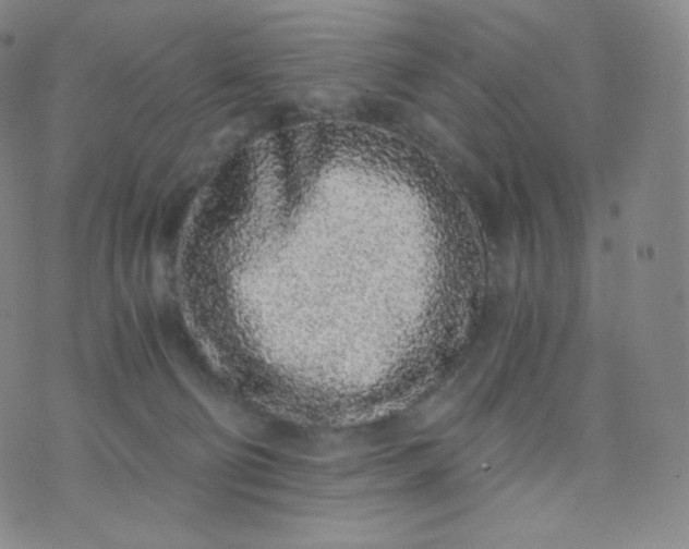 X0000076250130200610122215