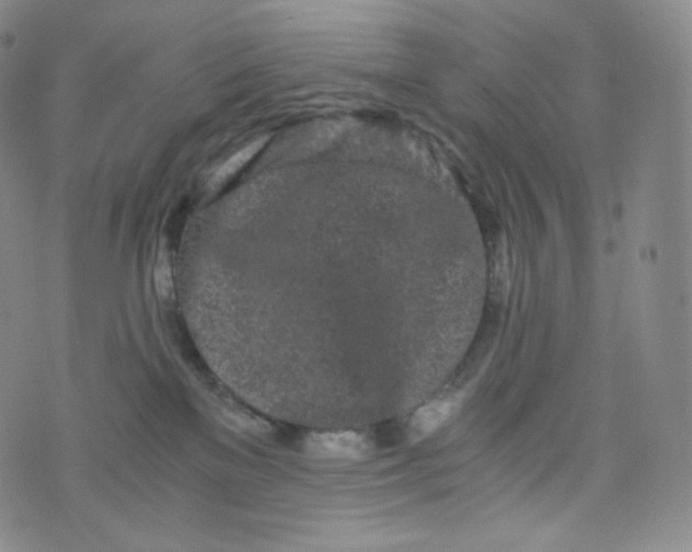 X0000076250137200610122214