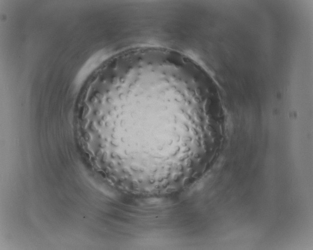 X0000076250151200610122214